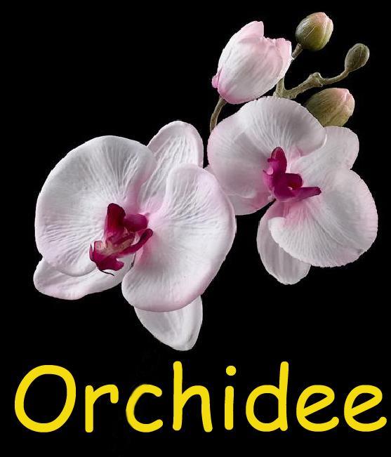 Appartement Orchidee à Comines-Warneton Extérieur photo